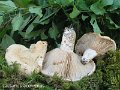 Lactarius acerrimus-amf1071